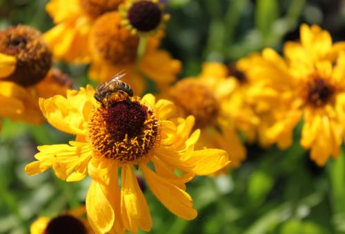 A close up of a honey bee on a yellow sneezeweed